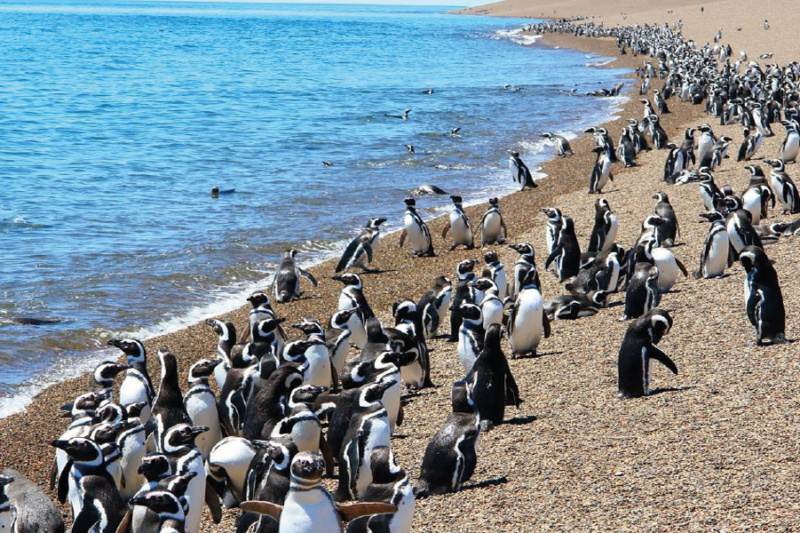 Peninsula Valdés: Surga Satwa Liar di Patagonia